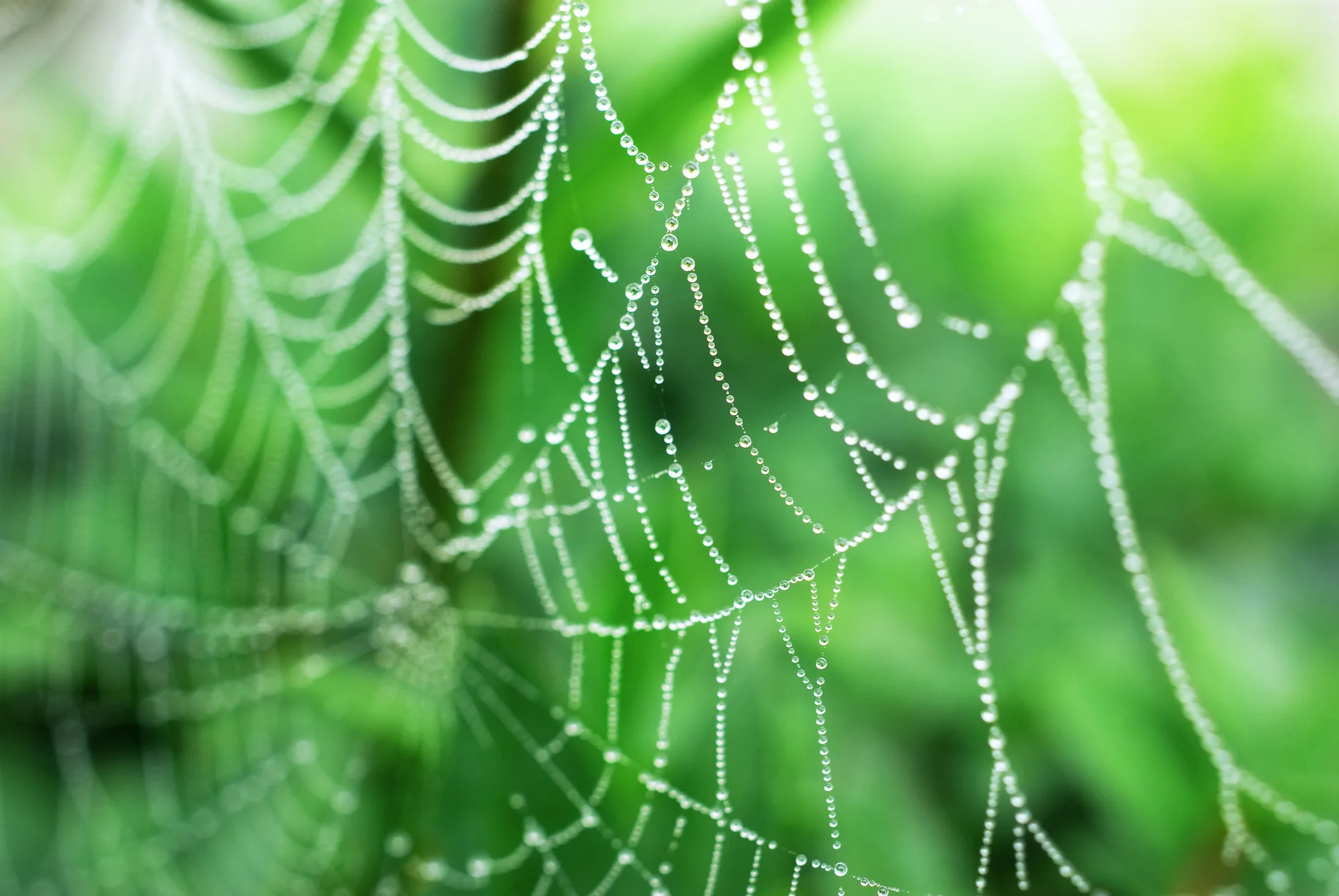 A dewy spiderweb, representing the intricate networks that determine a city's success and highlighting the 'location trap'