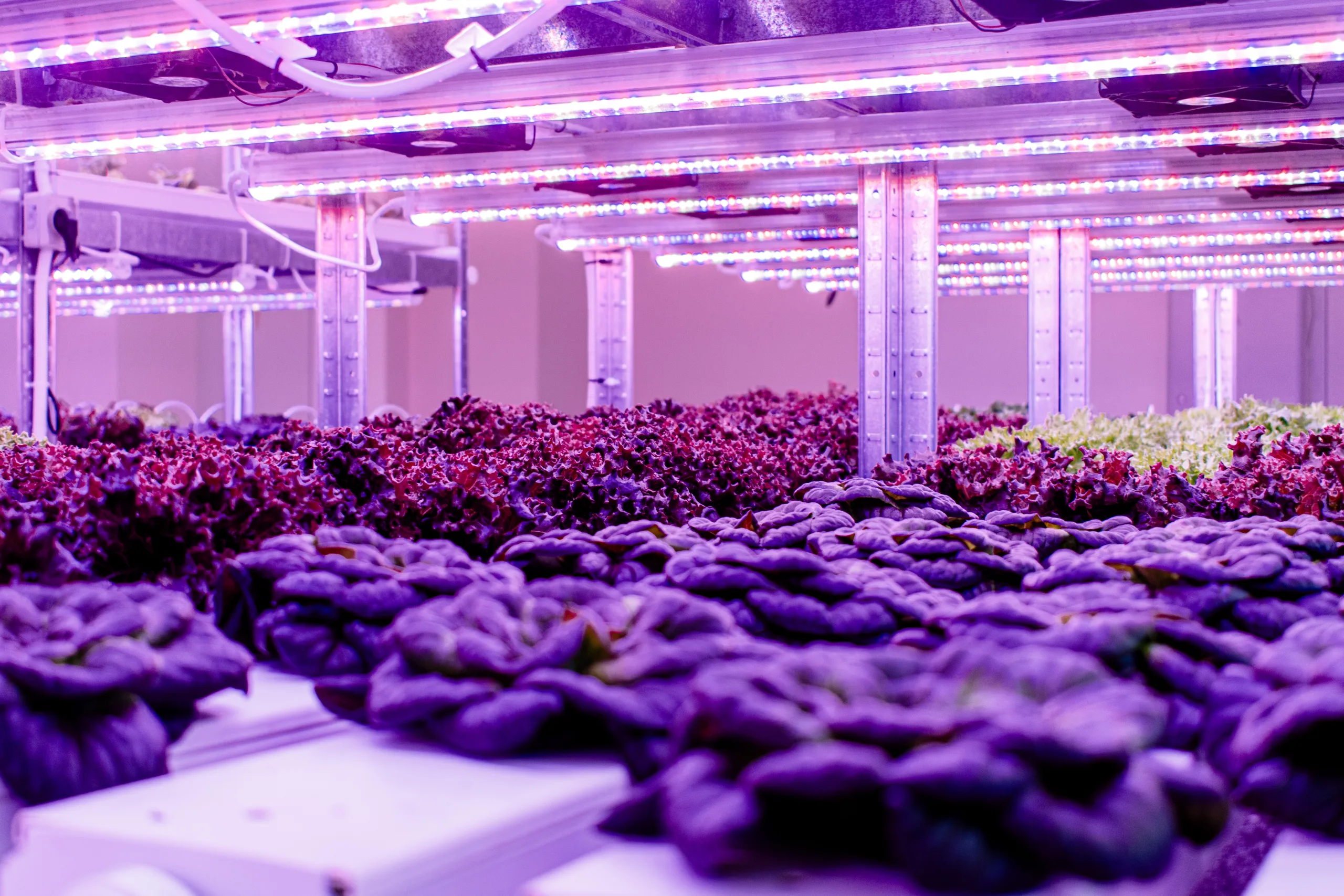 LED-lit vertical farm growing leafy greens and basil in rock wool trays, showcasing Moldova’s City Farm startup and the rise of soil-free, high-tech indoor agriculture