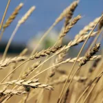 precision agriculture in central asia