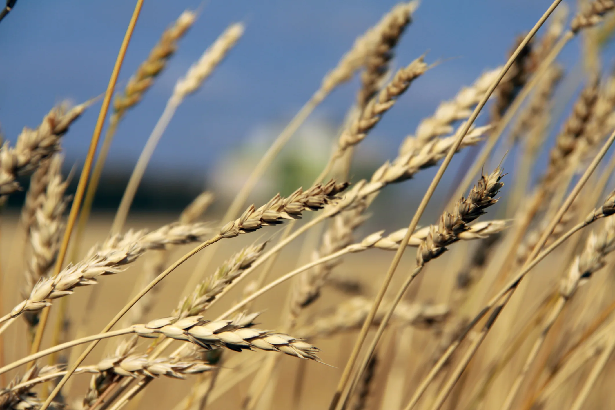 precision agriculture in central asia